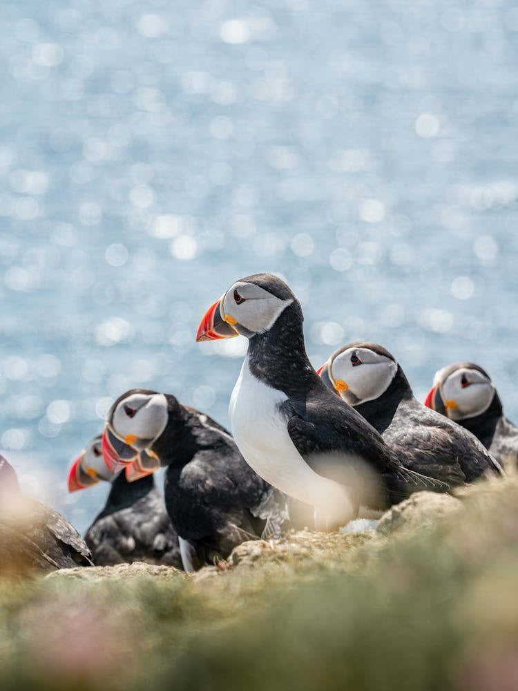 Scottish Puffins
