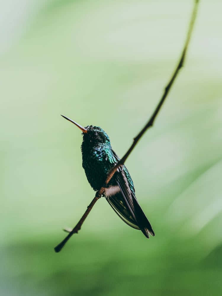 Hummingbird In Honduras