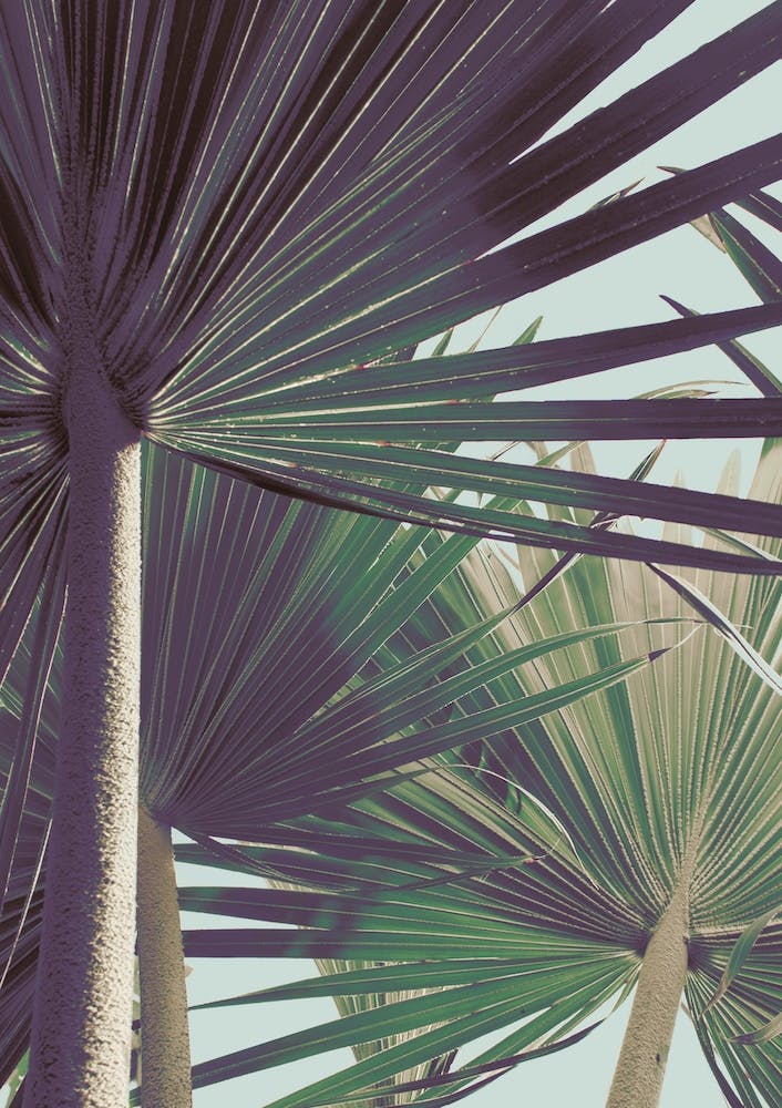 Palm I