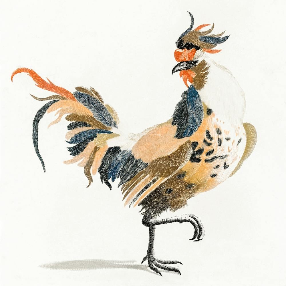 A Rooster, Johan Teyler