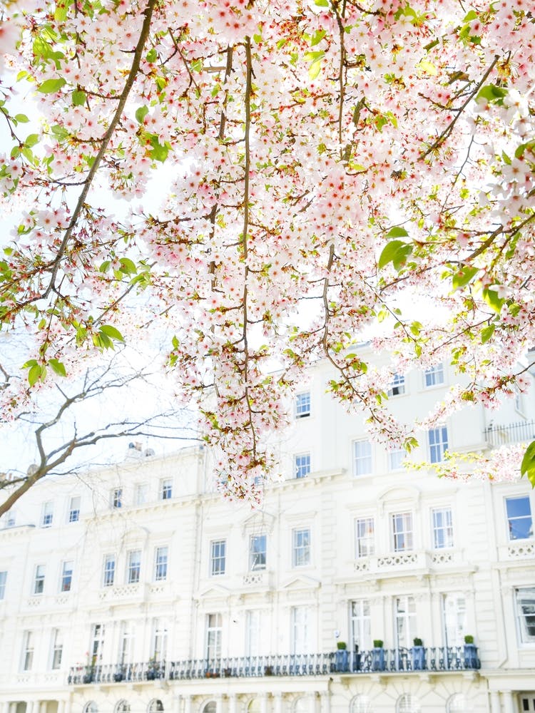 White London Blossom
