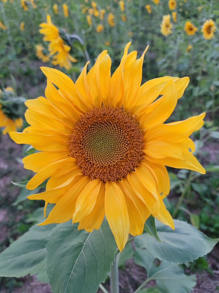 Sunflower 7