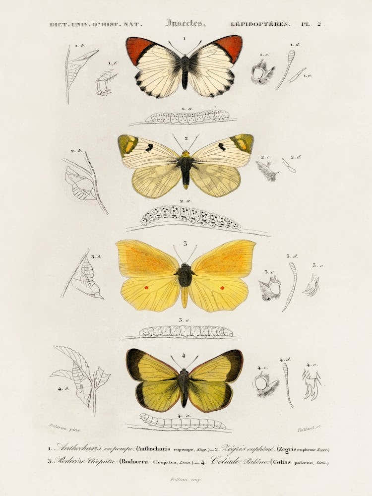 Different Types Of Butterfly, Charles Dessalines D'Orbigny