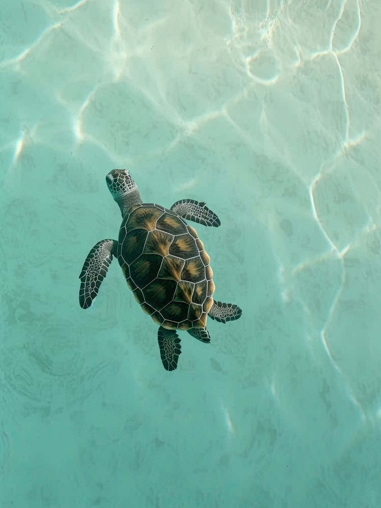 Sea Turtle Swimming 2