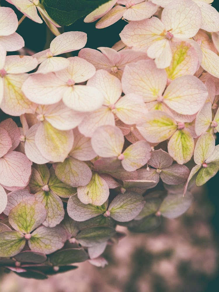 Hydrangea Flowers