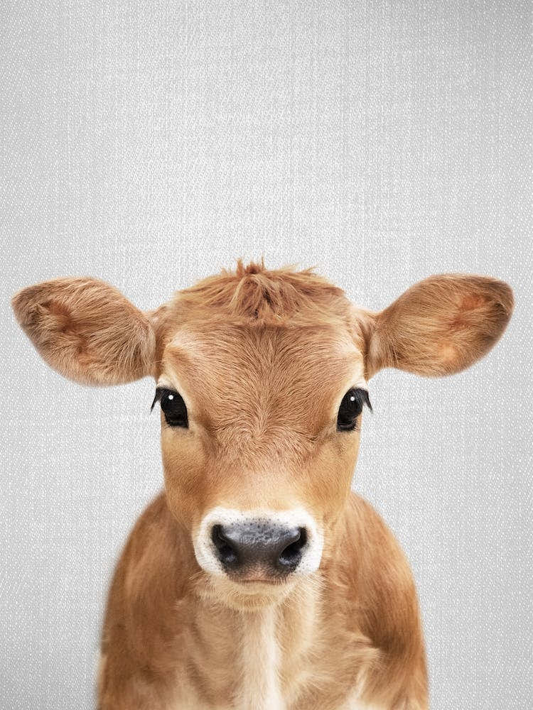 Calf