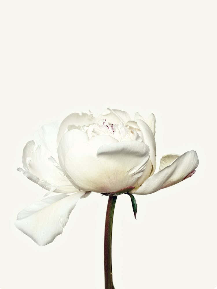 White Peony Flower