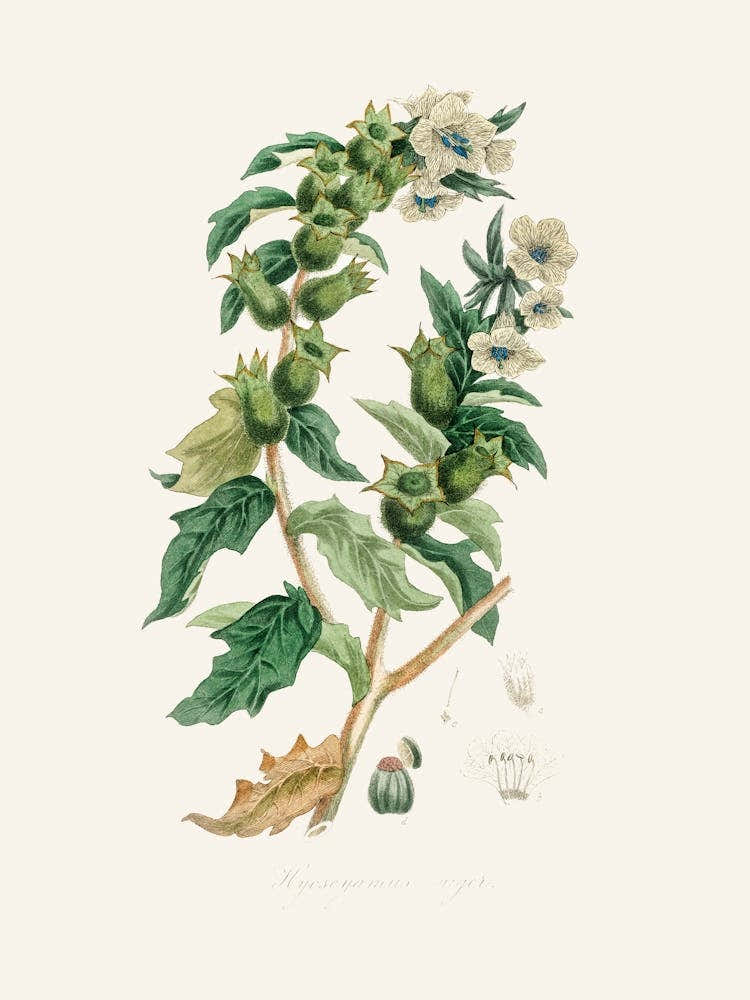 Vintage Botanical John Stephenson and James Morss Churchill_2731671