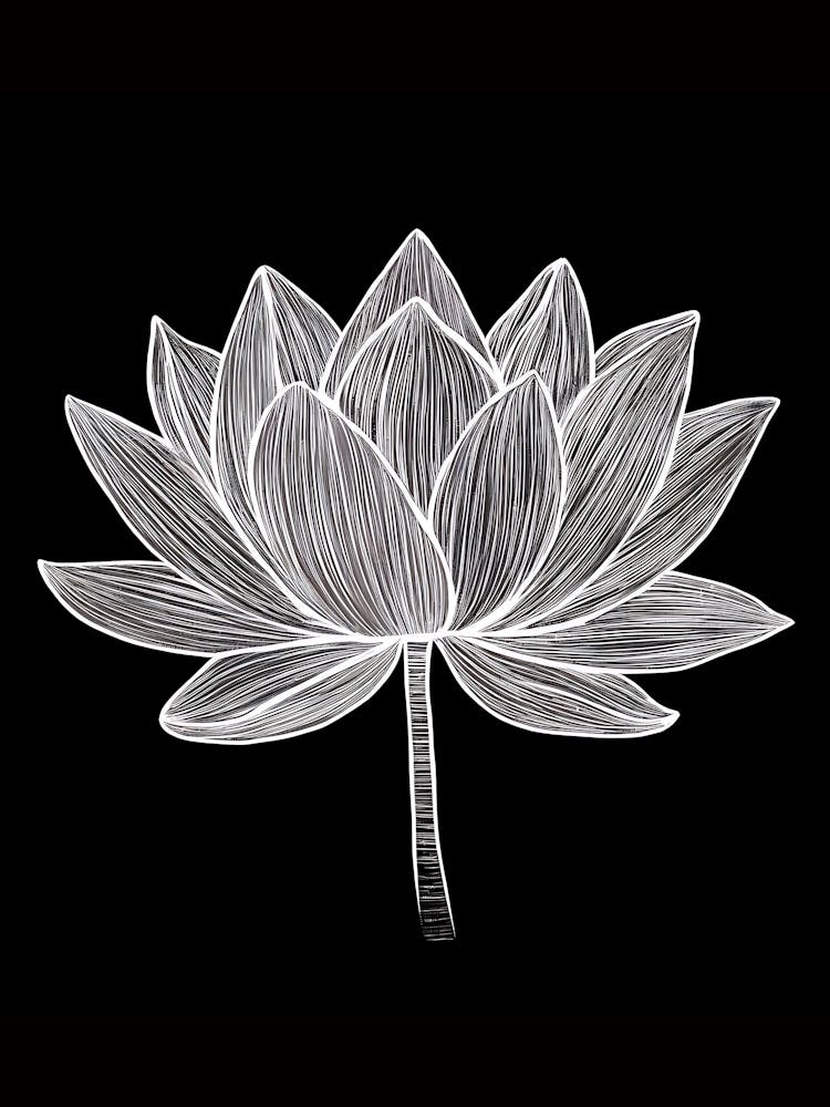 Lotus Flower