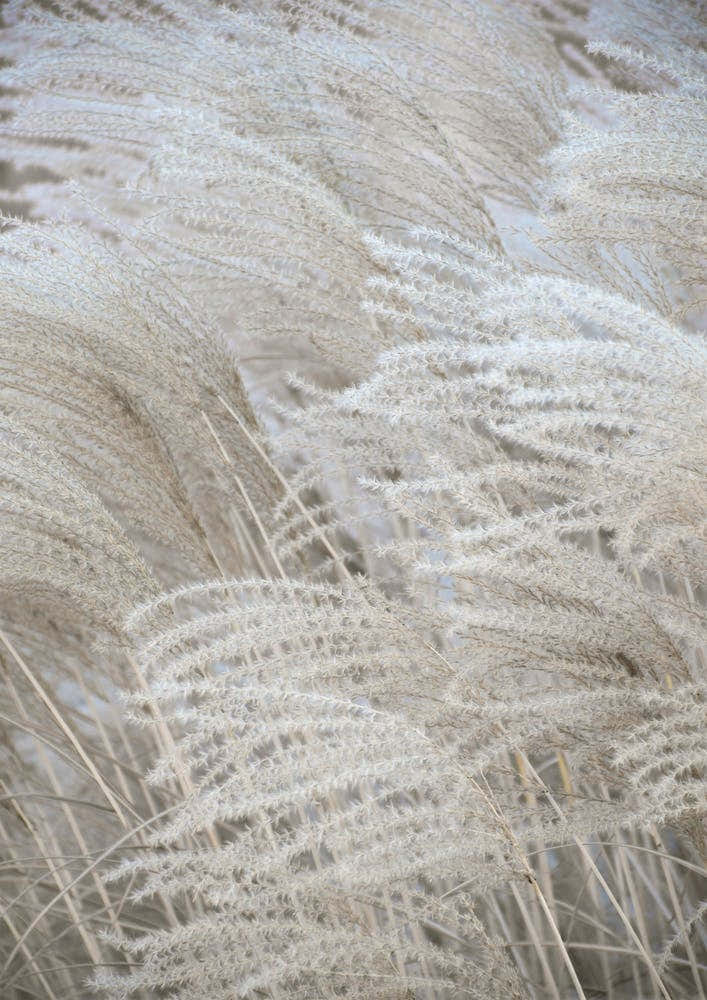 White Beige Boho Dreams Pampas