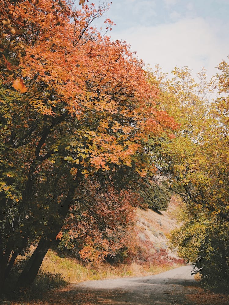 Rustic Autumn Forest
