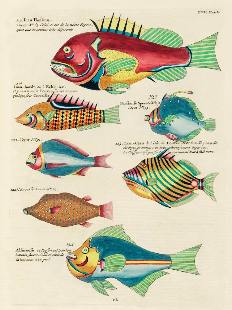 Colourful And Surreal Illustrations Of Fishes Found In Moluccas (Indonesia) And The East Indies, Louis Renard(74)