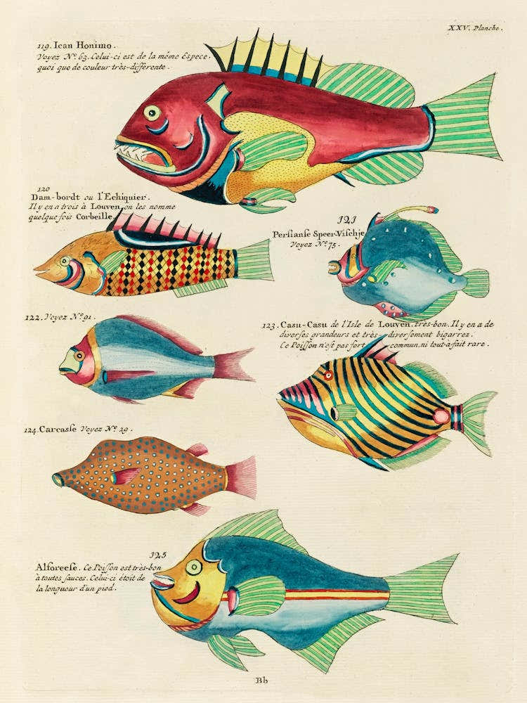 Colourful And Surreal Illustrations Of Fishes Found In Moluccas (Indonesia) And The East Indies, Louis Renard(74)