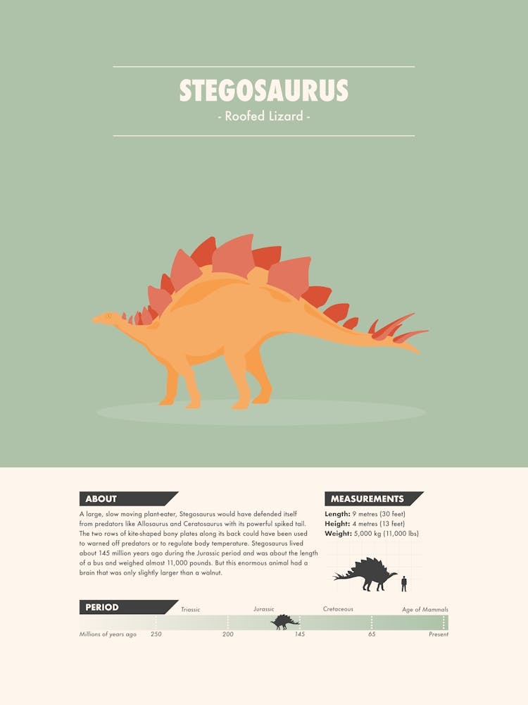 Stegosaurus - Dinosaur Fact
