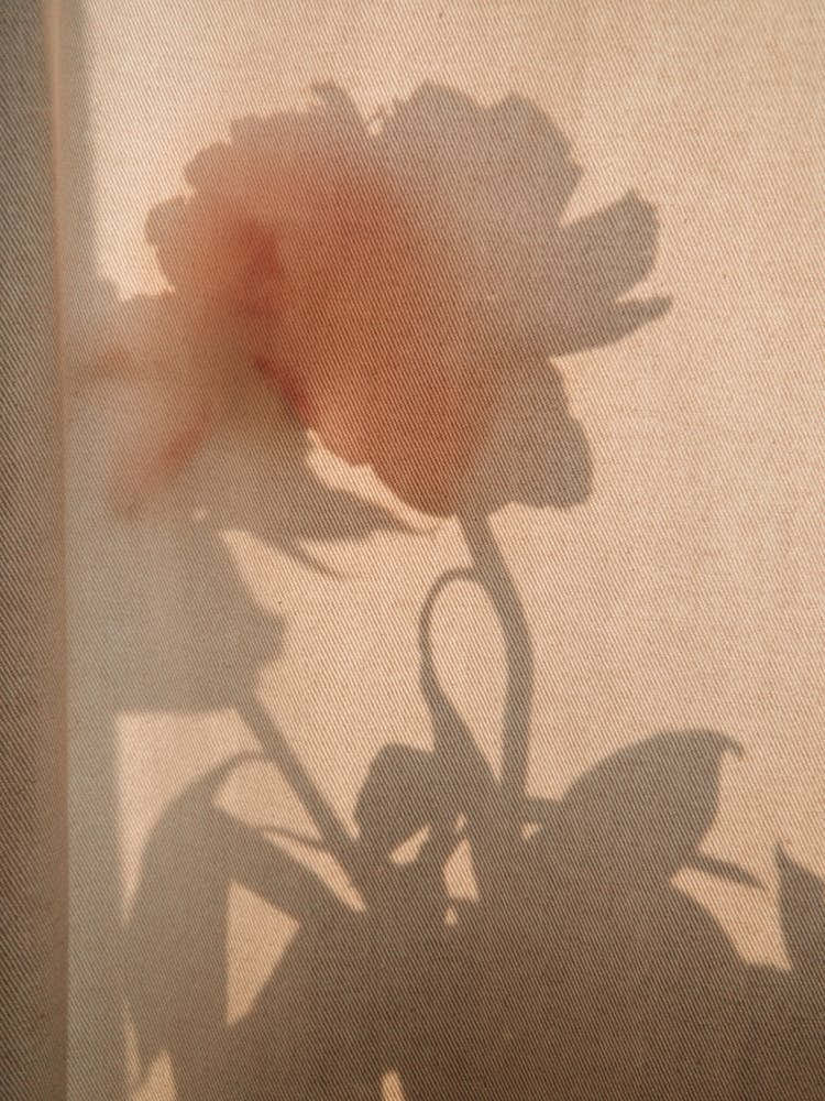 Abstract Flower Shadow 2