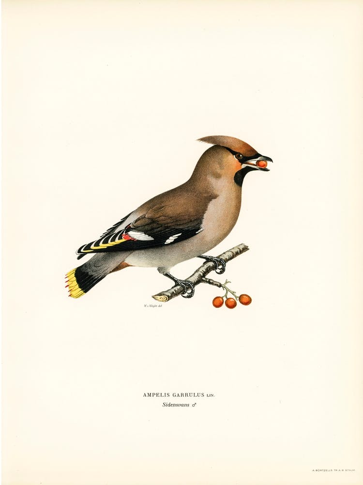 Bohemian Waxwing (Ampelis Garrulus), The Von Wright Brothers