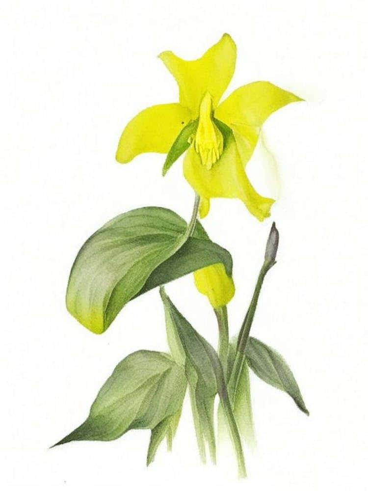 Yellow Trillium Wildflower Watercolour