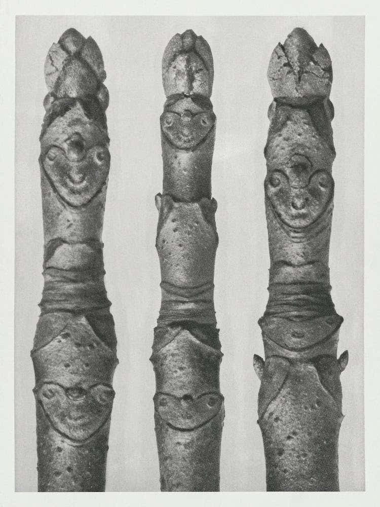 Horse Chestnut (1928), Karl Blossfeldt