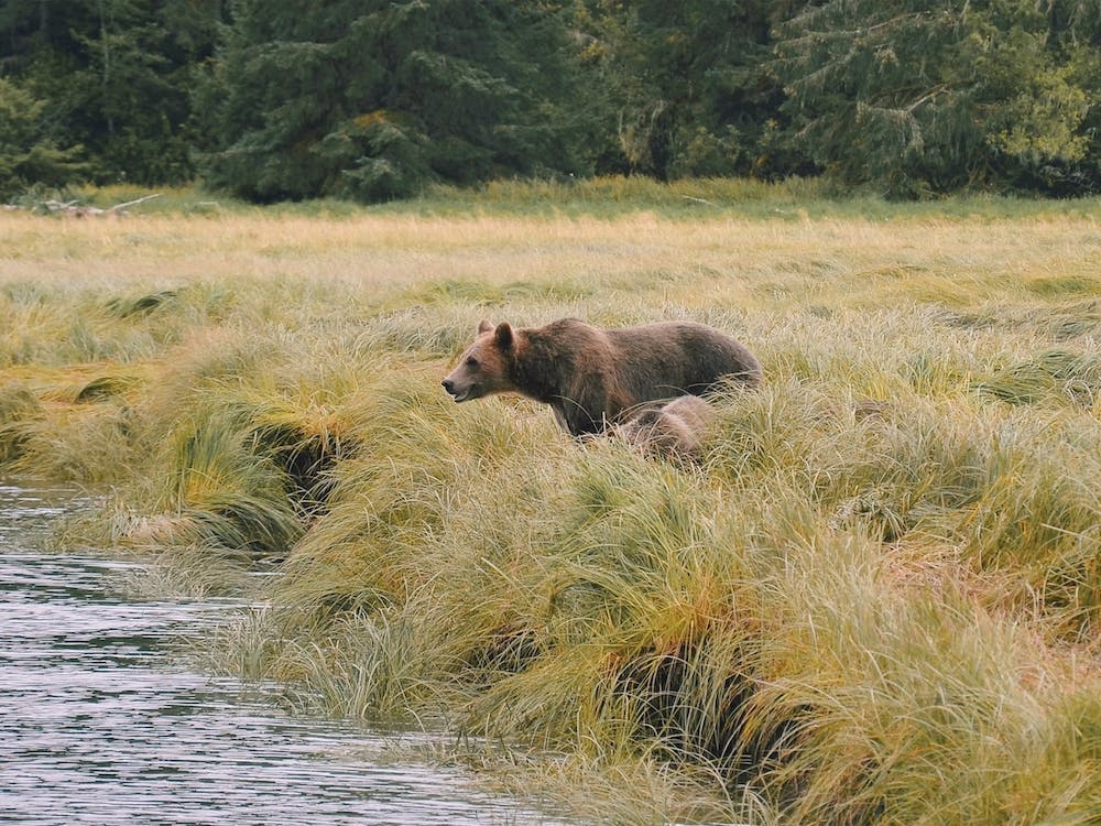 Grizzly Bear Near Creek