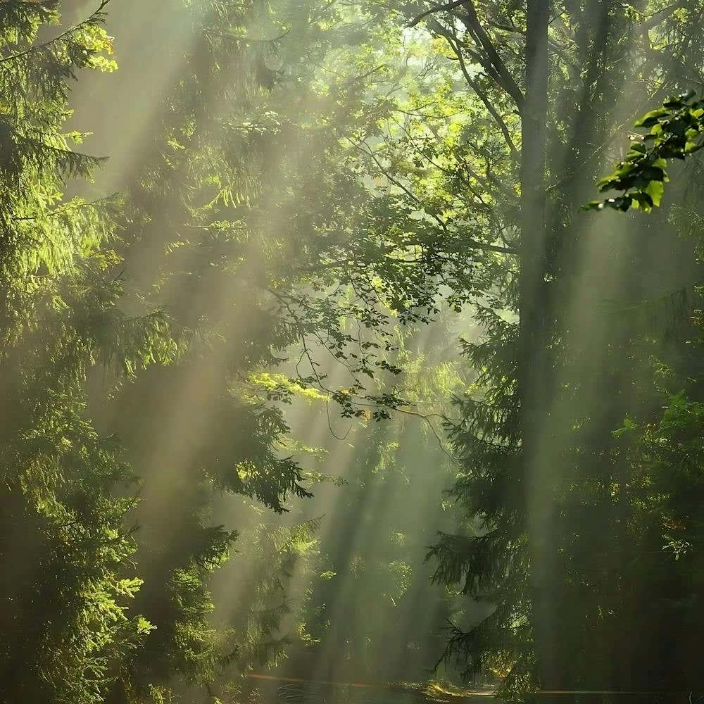 Sunbeams In The Forest 2
