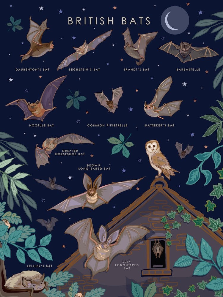 British Bats