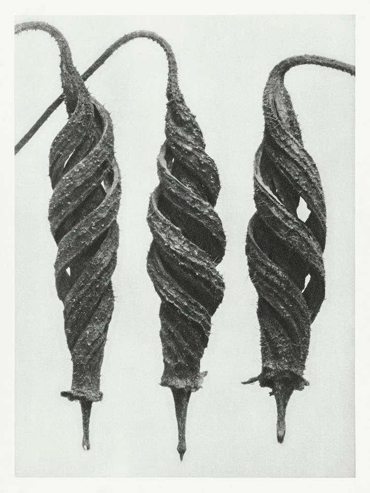 Loasaceae And Chili Nettle (1928), Karl Blossfeldt