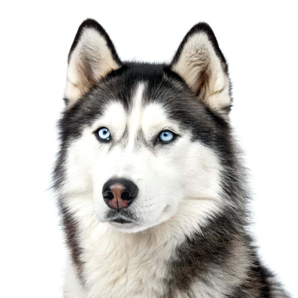 Siberian Husky Dog Portrait