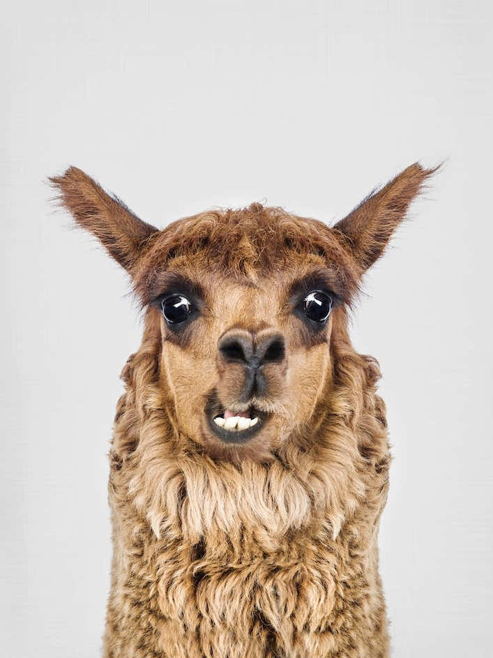 Happy Llama