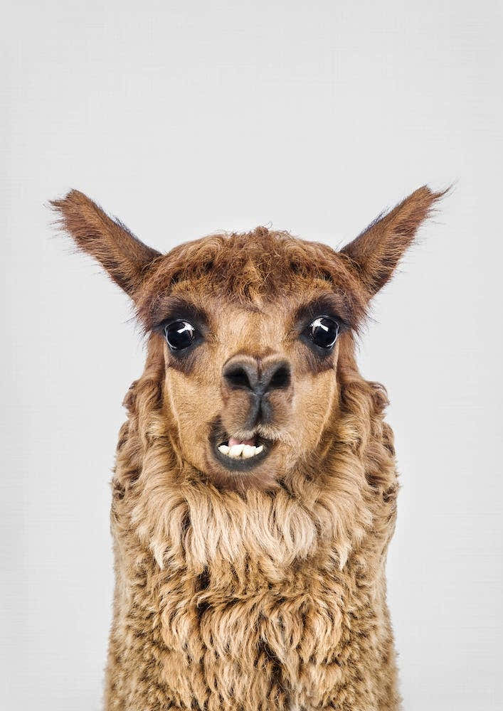 Happy Llama