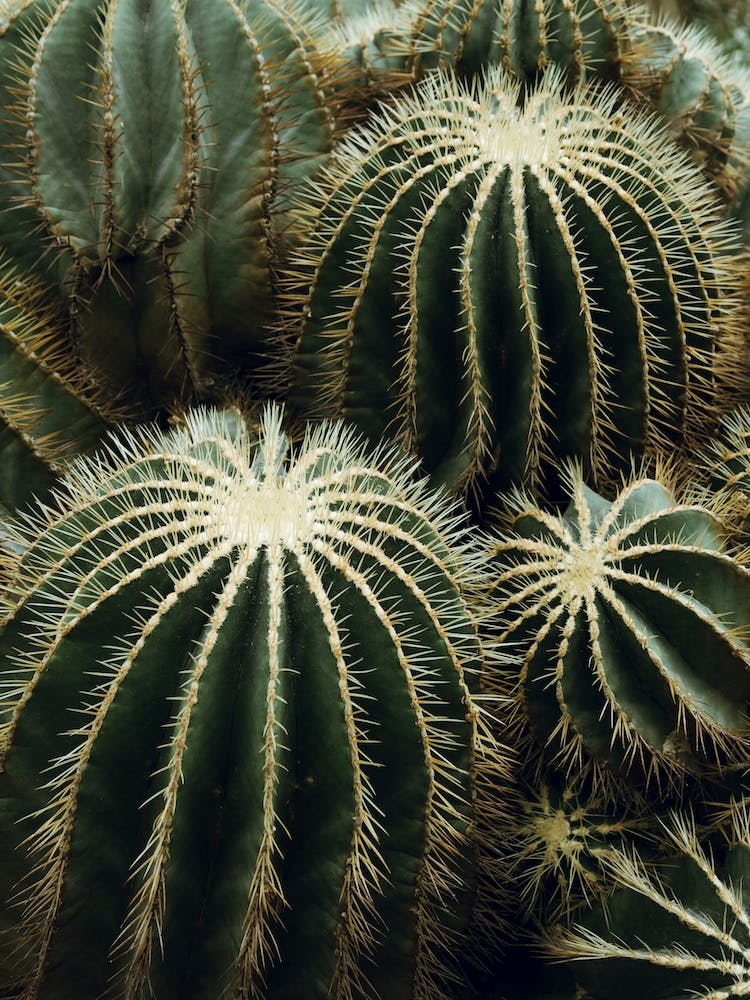 Desert Cactus