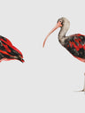 Bird Watercolor Art Prints