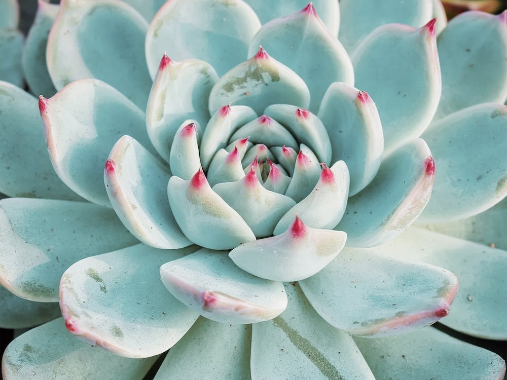 Blue And Pink Succulent