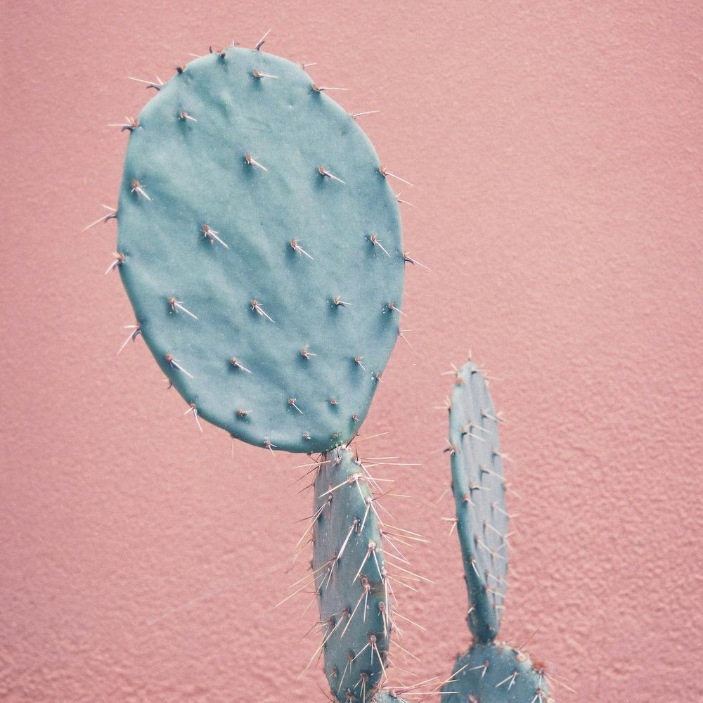 It Stings Pink & Mint