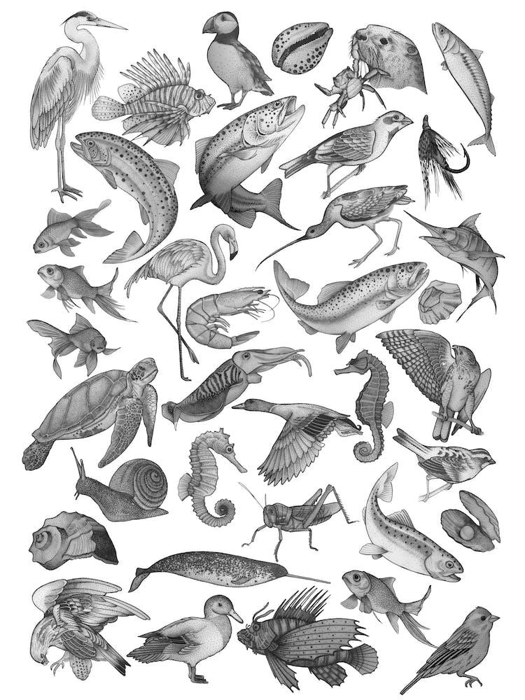 Animal Flash