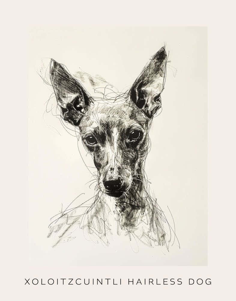 Xoloitzcuintli Hairless Dog Line Sketch 1 Poster