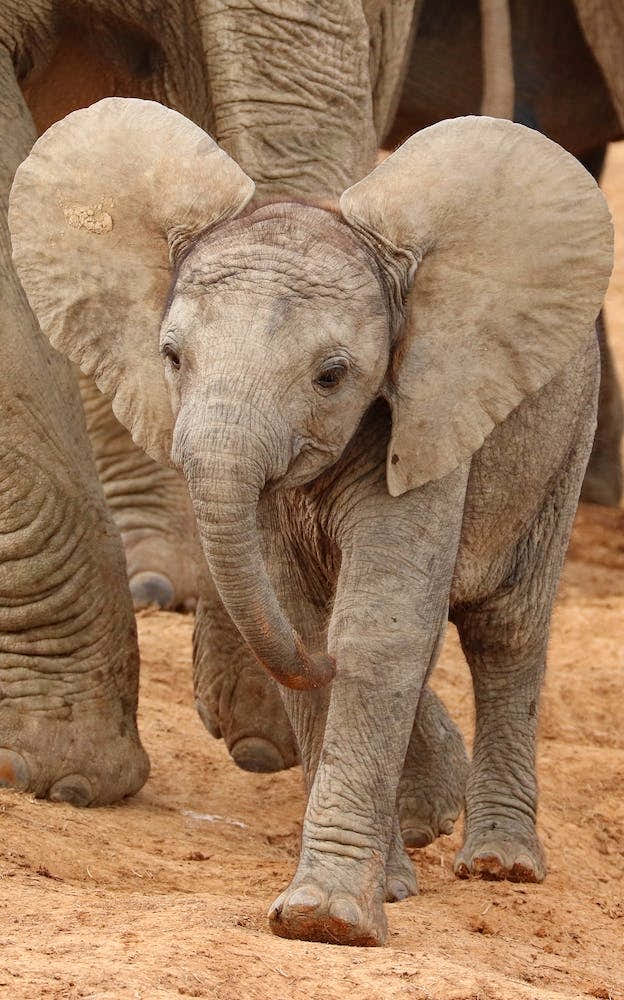 Baby Elephant