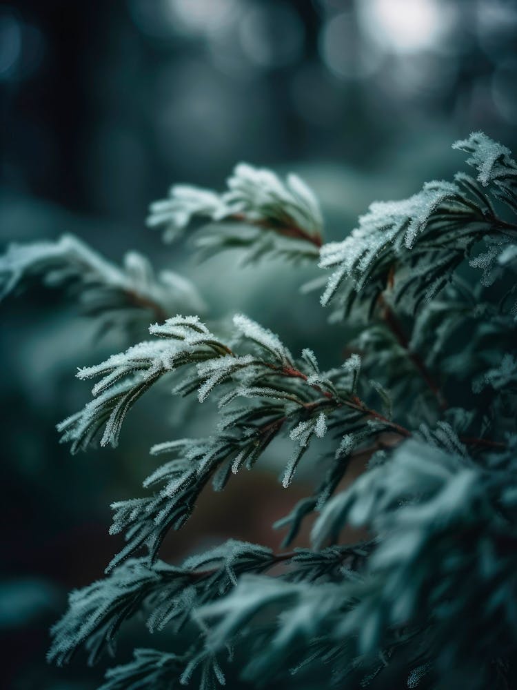 Winter Impressions No 1