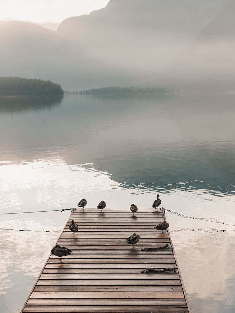 Ducks On Dock