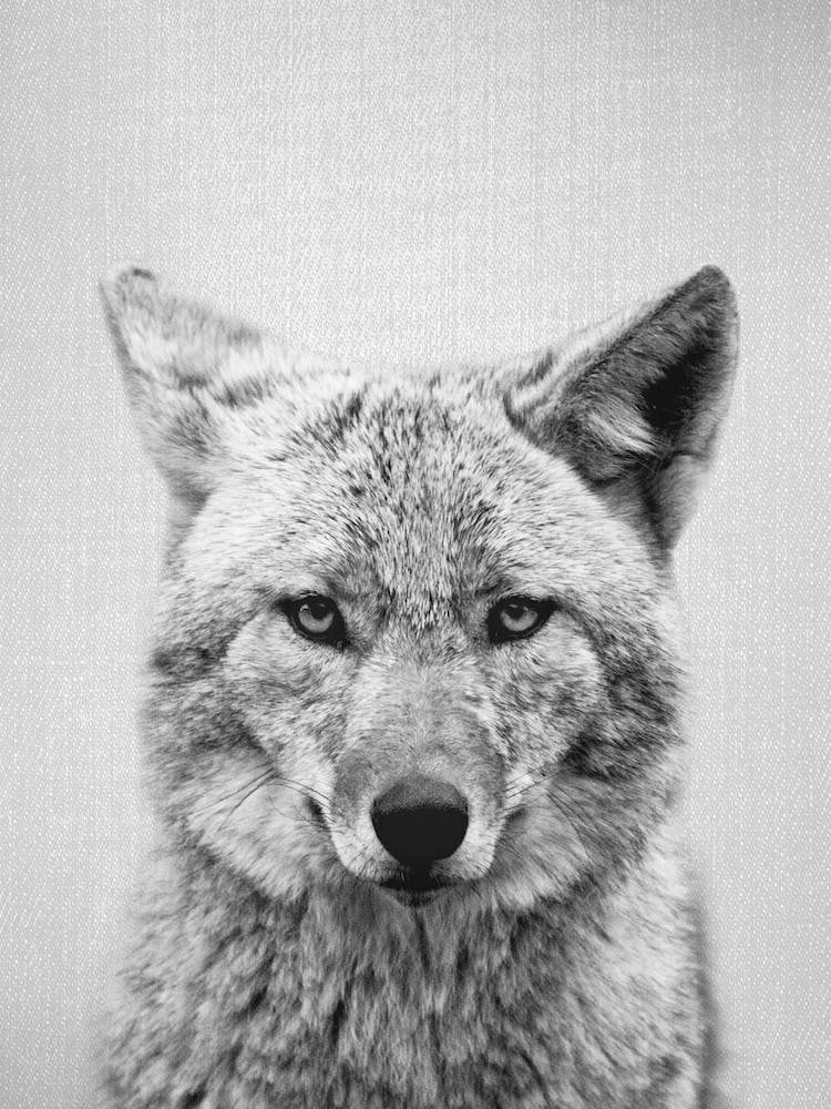 Coyote - Black & White