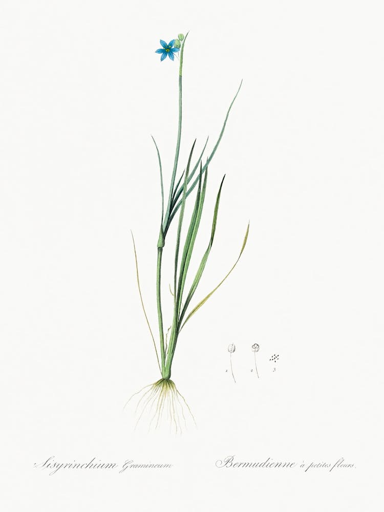 Narrow Leaf Blue Eyed Grass Illustration From Les Liliacées (1805), Pierre Joseph Redoute