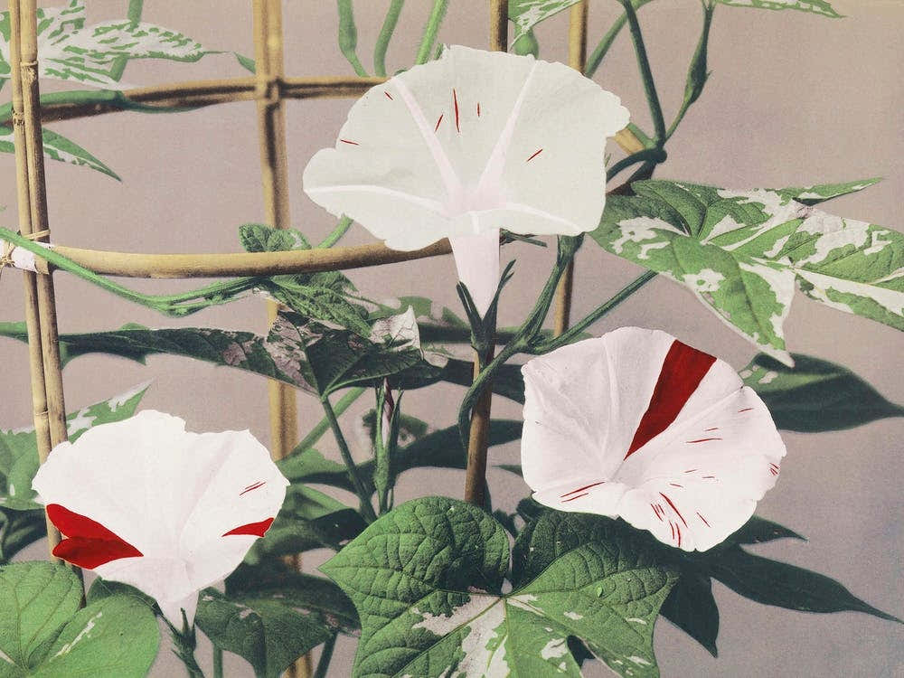 Beautiful Photomechanical Prints Of Striped Bindweed Flowers (1887–1897), Kazumasa Ogawa