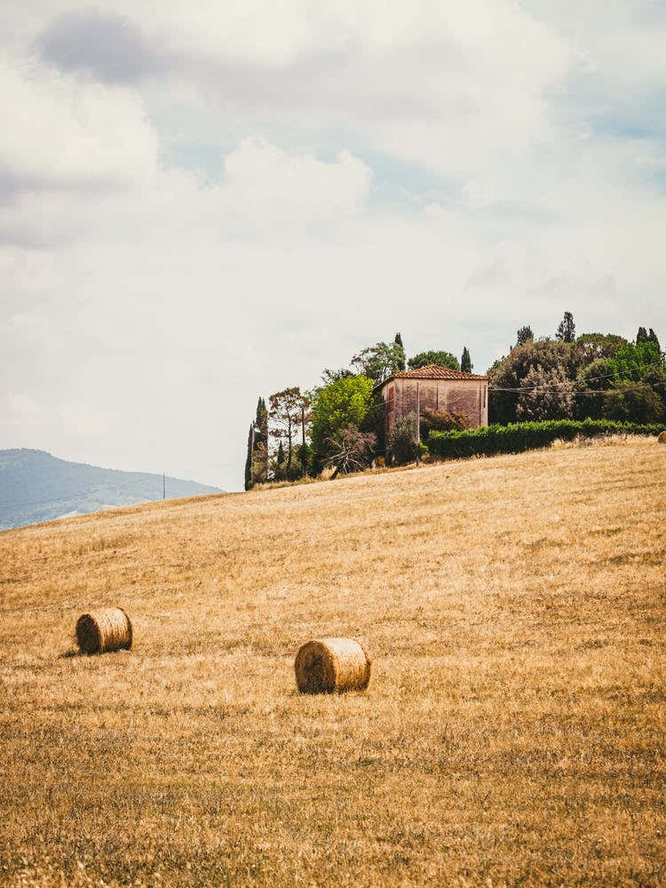 Bales In The Field