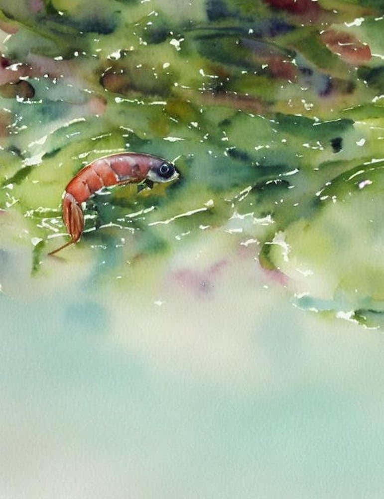 Shrimp II Storybook Watercolour