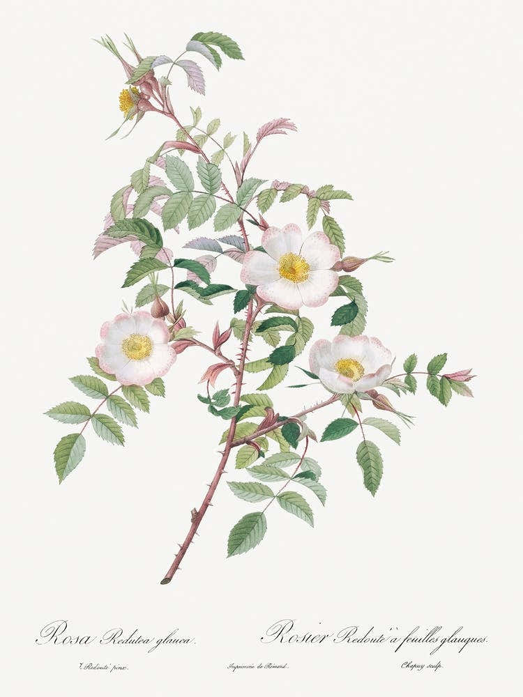 Rosa Reductea Glauca, Pierre Joseph Redoute