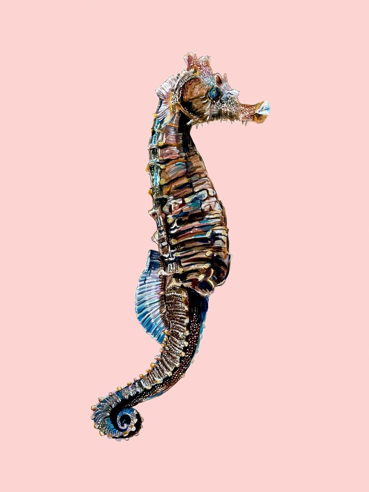 Seahorse On Pink