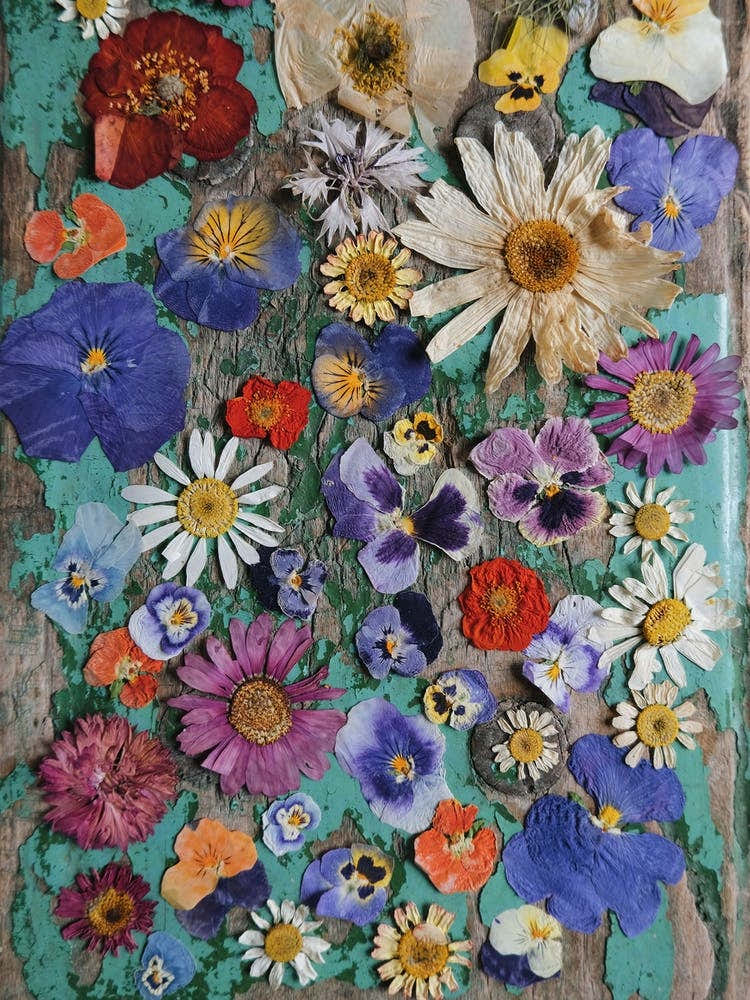 Pressed Flowers