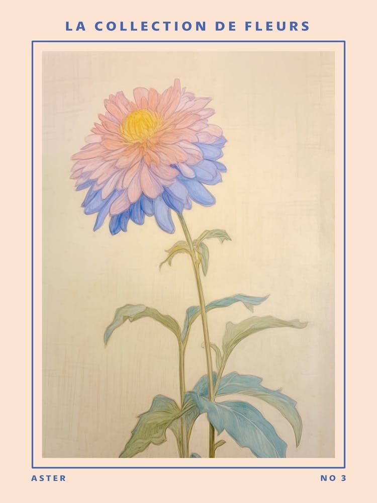 Aster 3 French Flower Botanical Poster
