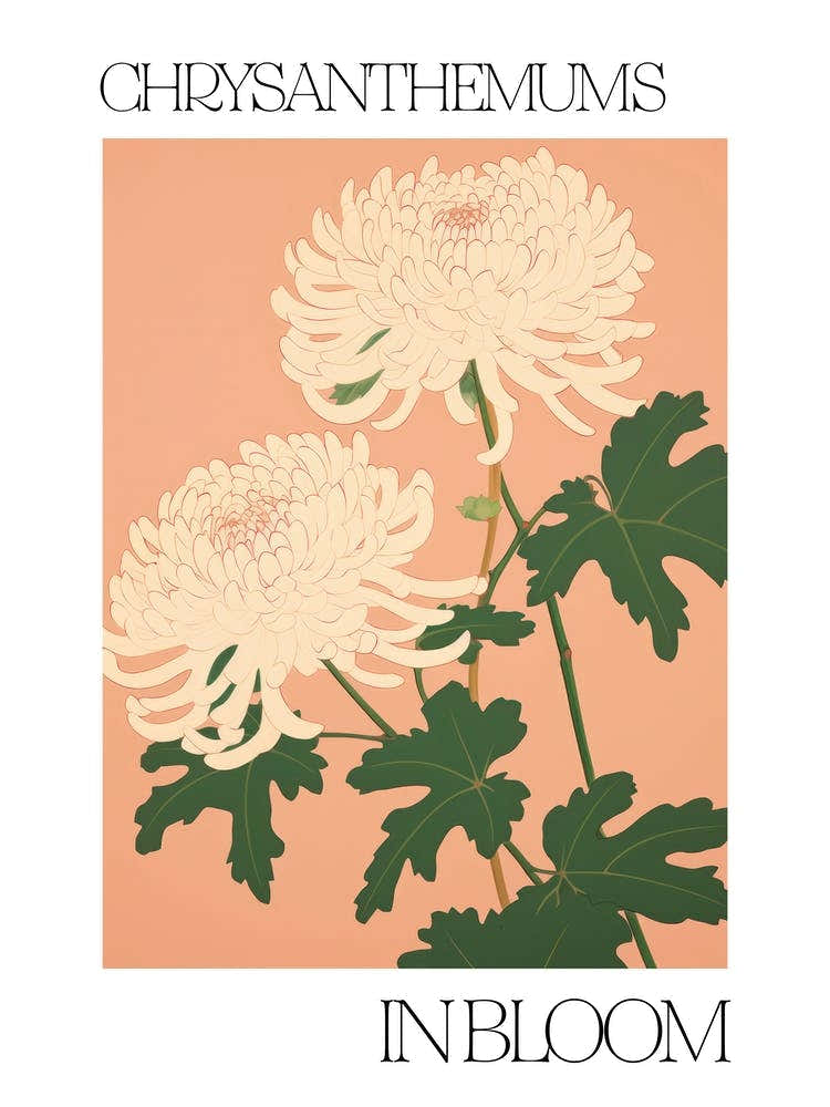 Chrysanthemums In Bloom Flowers Bold Illustration 4