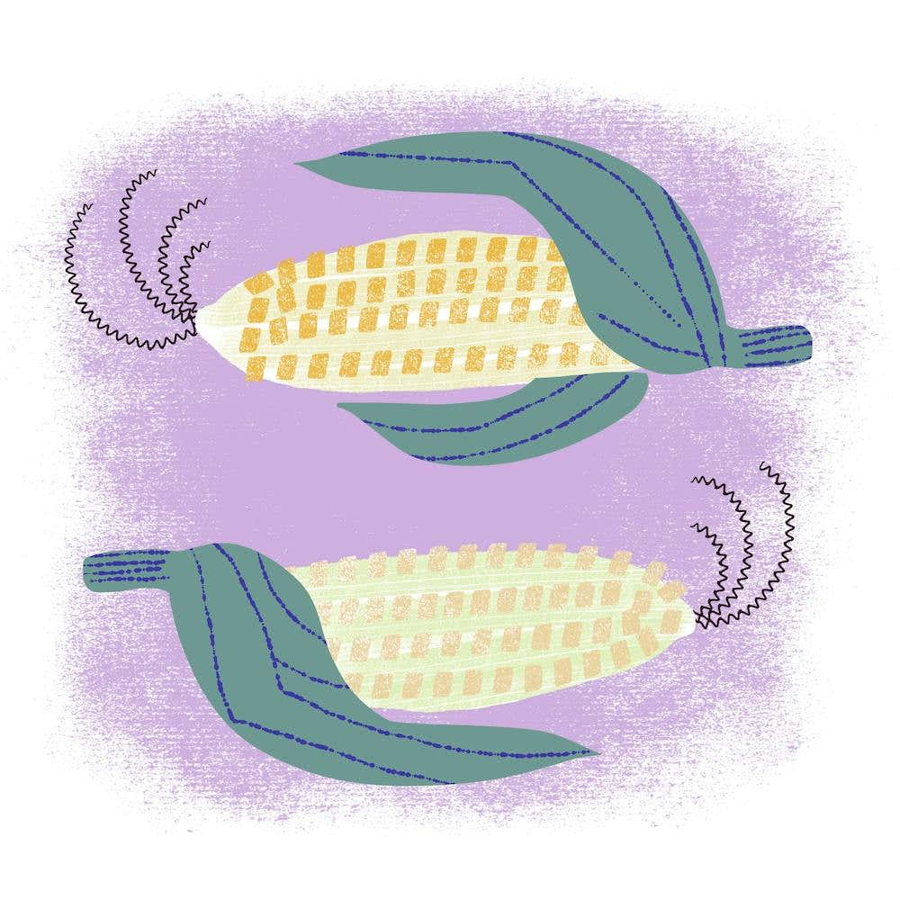 Fresh Corn On The Cob Square