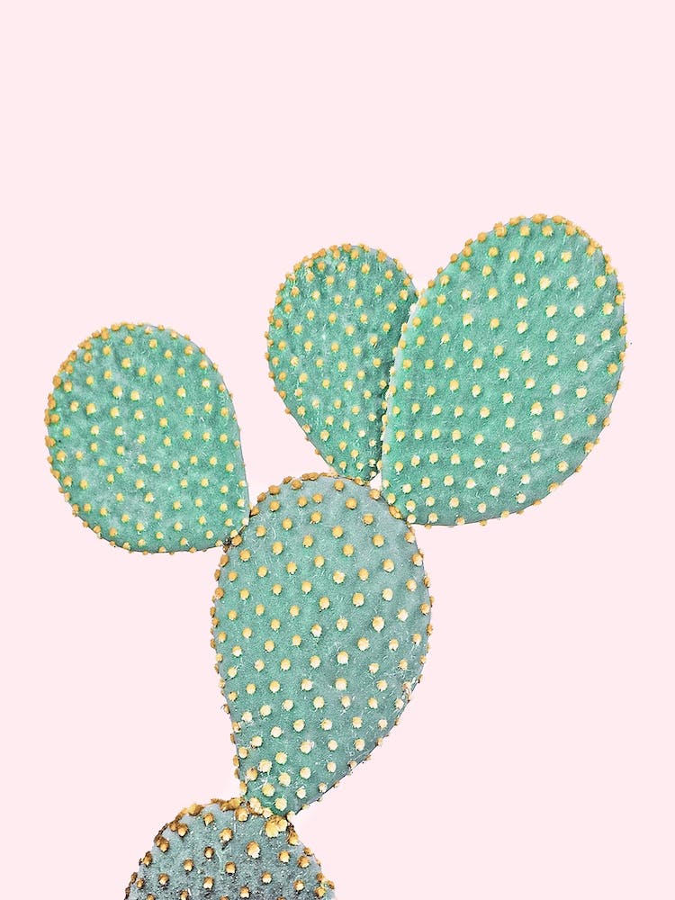 Cactus On Pink II